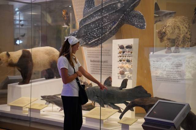 Royal Ontario Museum Revealed: A Guided Tour Through History image 4