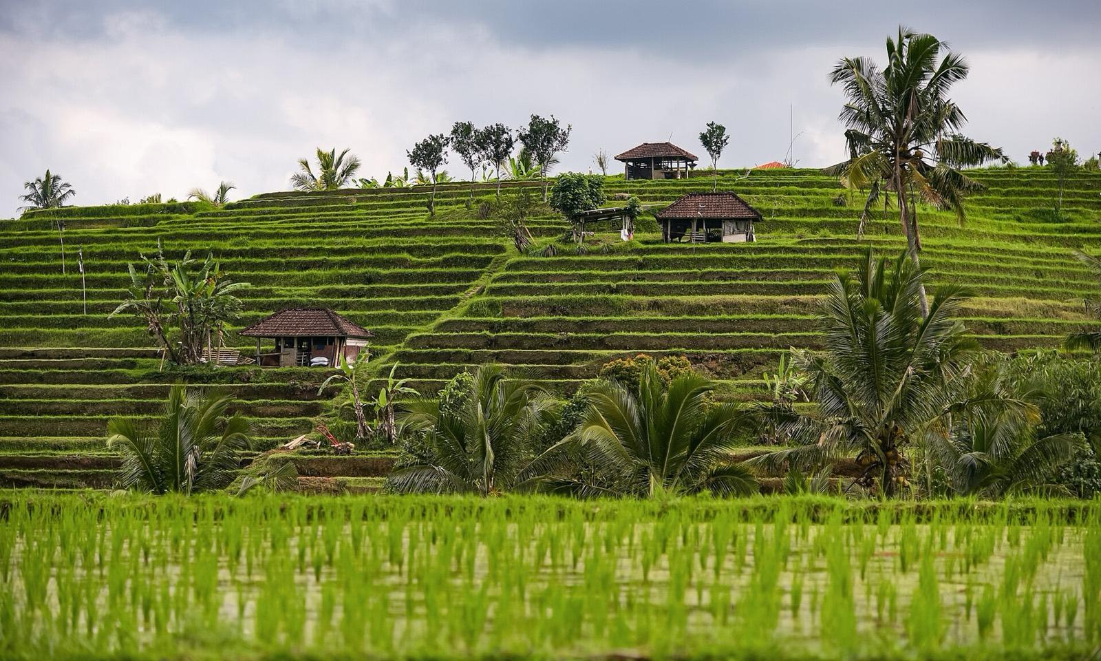 Green stepped rice terraces at Jatiluwih rising up a hillside, with palm trees and small thatched farm huts