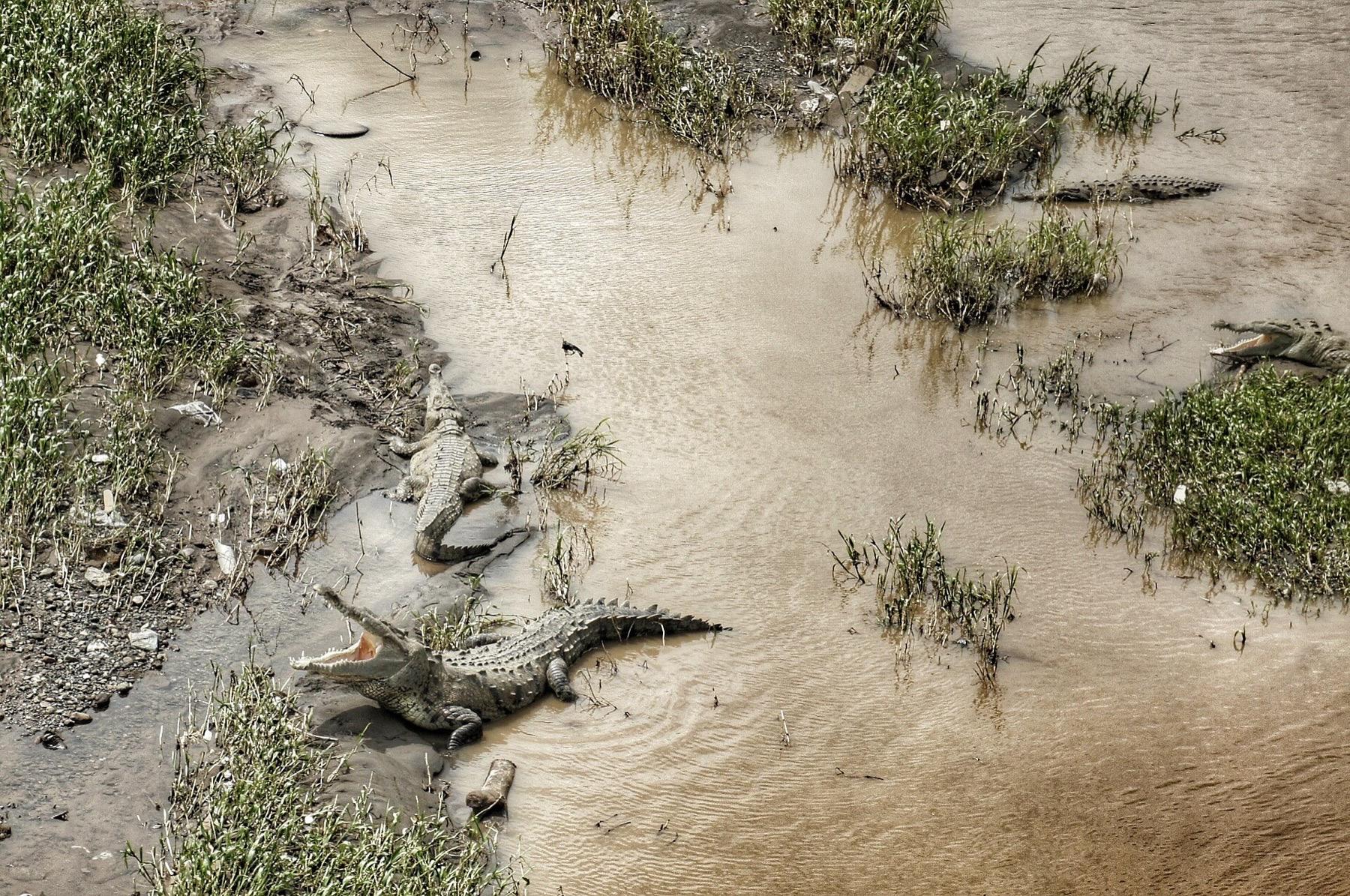 American crocodiles basking on the muddy banks of the Tárcoles River, seen from the highway bridge