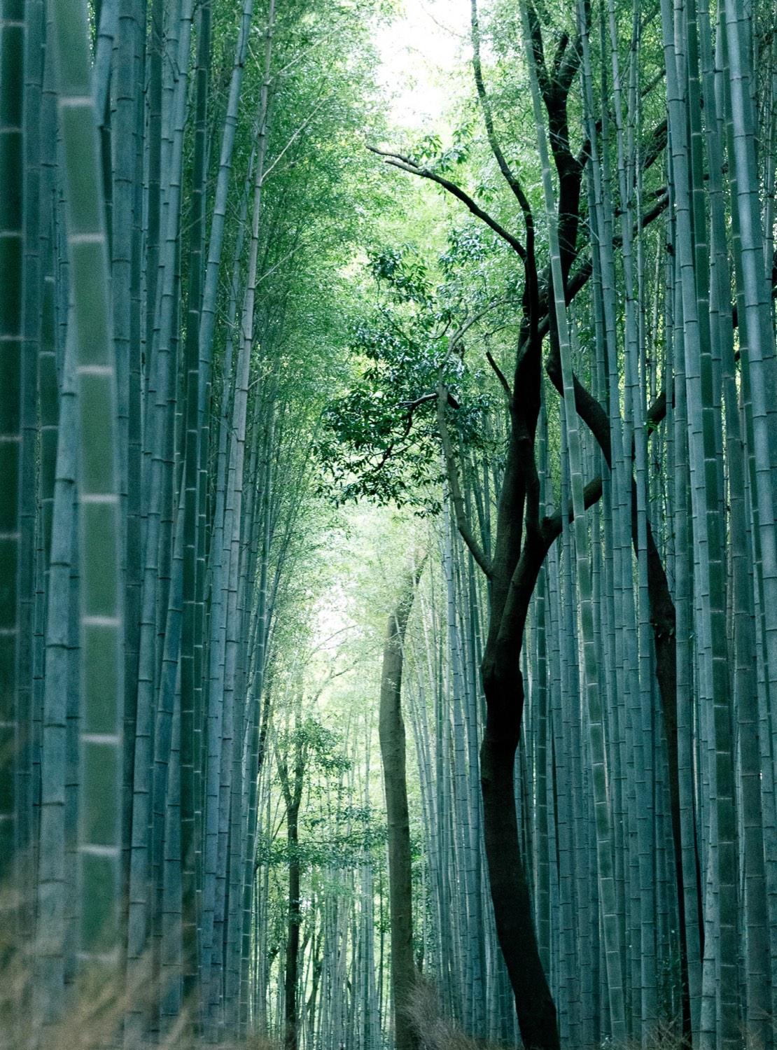 Tall green bamboo stems rising on both sides of the path in the Arashiyama bamboo grove