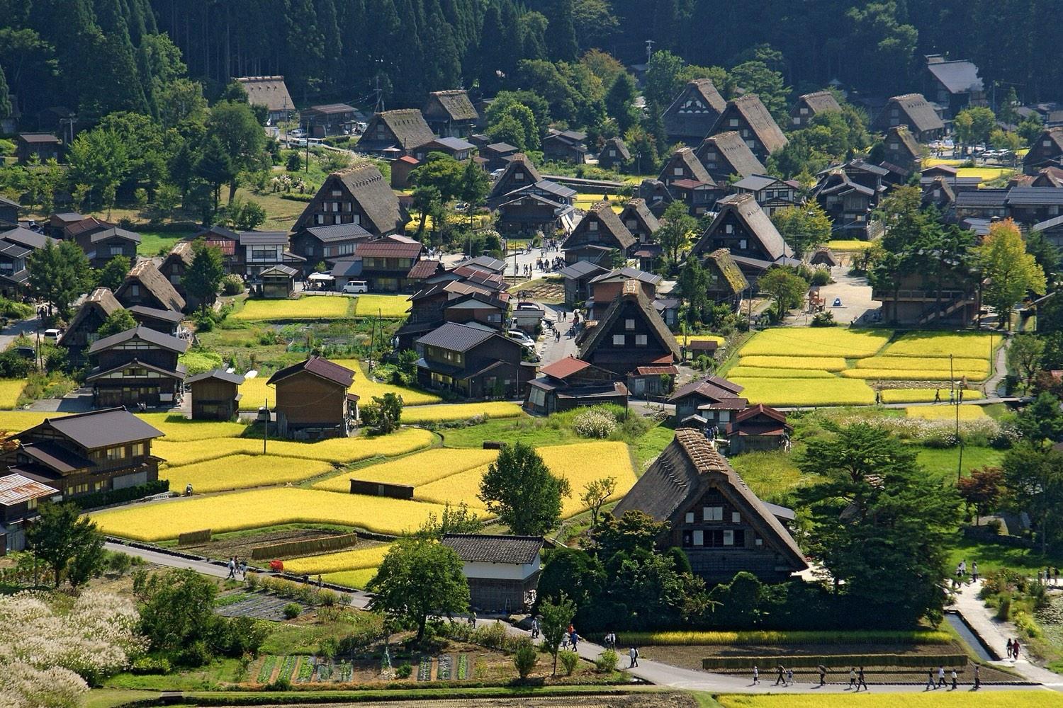 Thatched gassho-zukuri farmhouses among golden rice fields in Shirakawa-go, seen from above