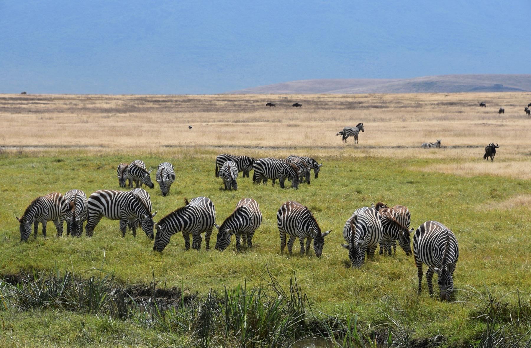 A herd of zebra grazes on green grass on the floor of Ngorongoro Crater, with Lake Magadi and the crater wall behind