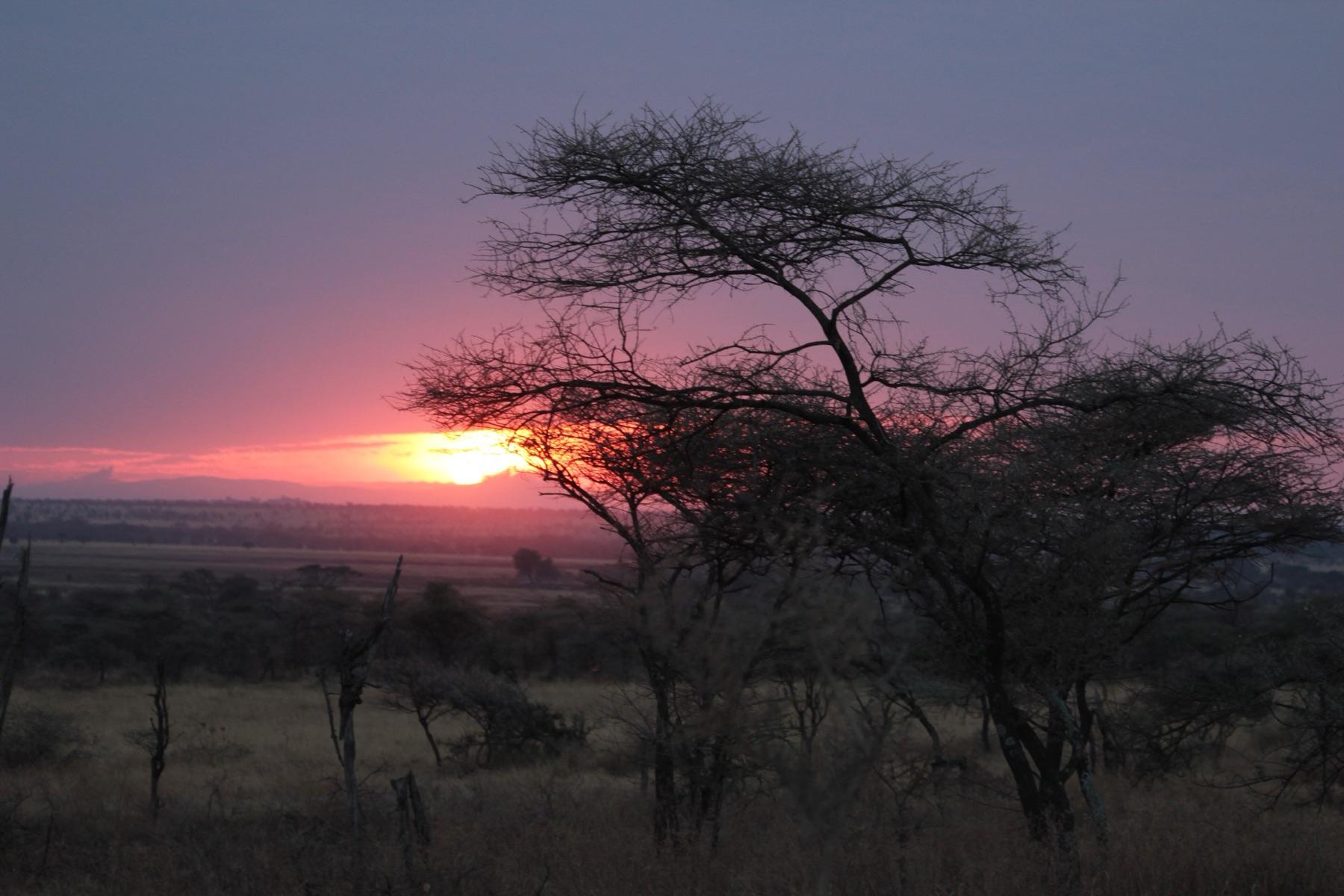 The sun rises red behind an acacia tree on the Serengeti plains