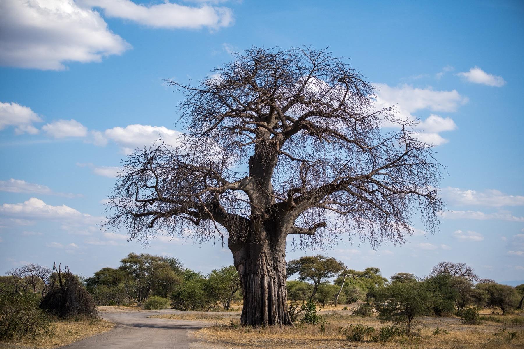 A huge leafless baobab tree stands beside a dirt track under a blue sky in Tarangire National Park