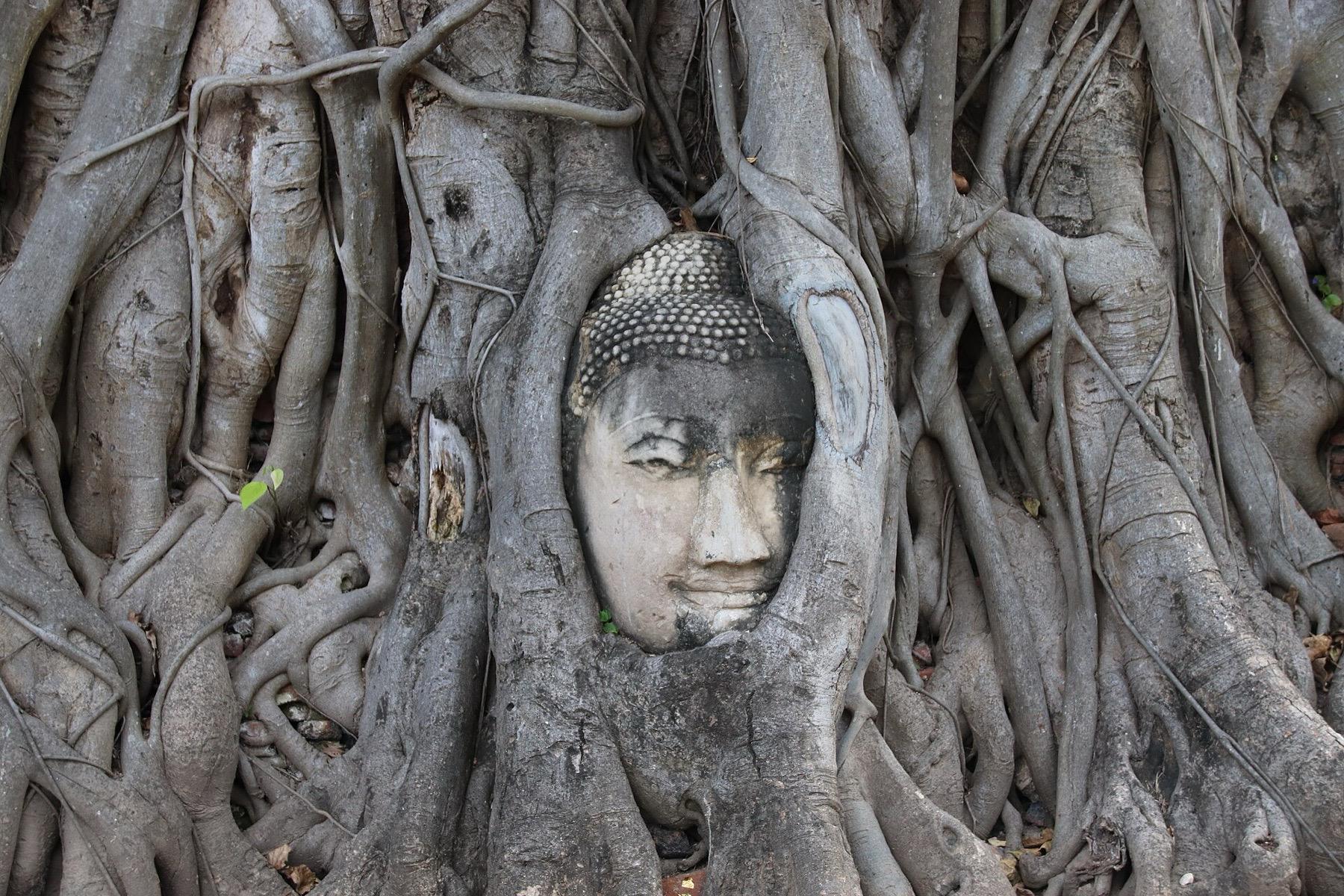 A sandstone Buddha head held in the roots of a fig tree at Wat Mahathat
