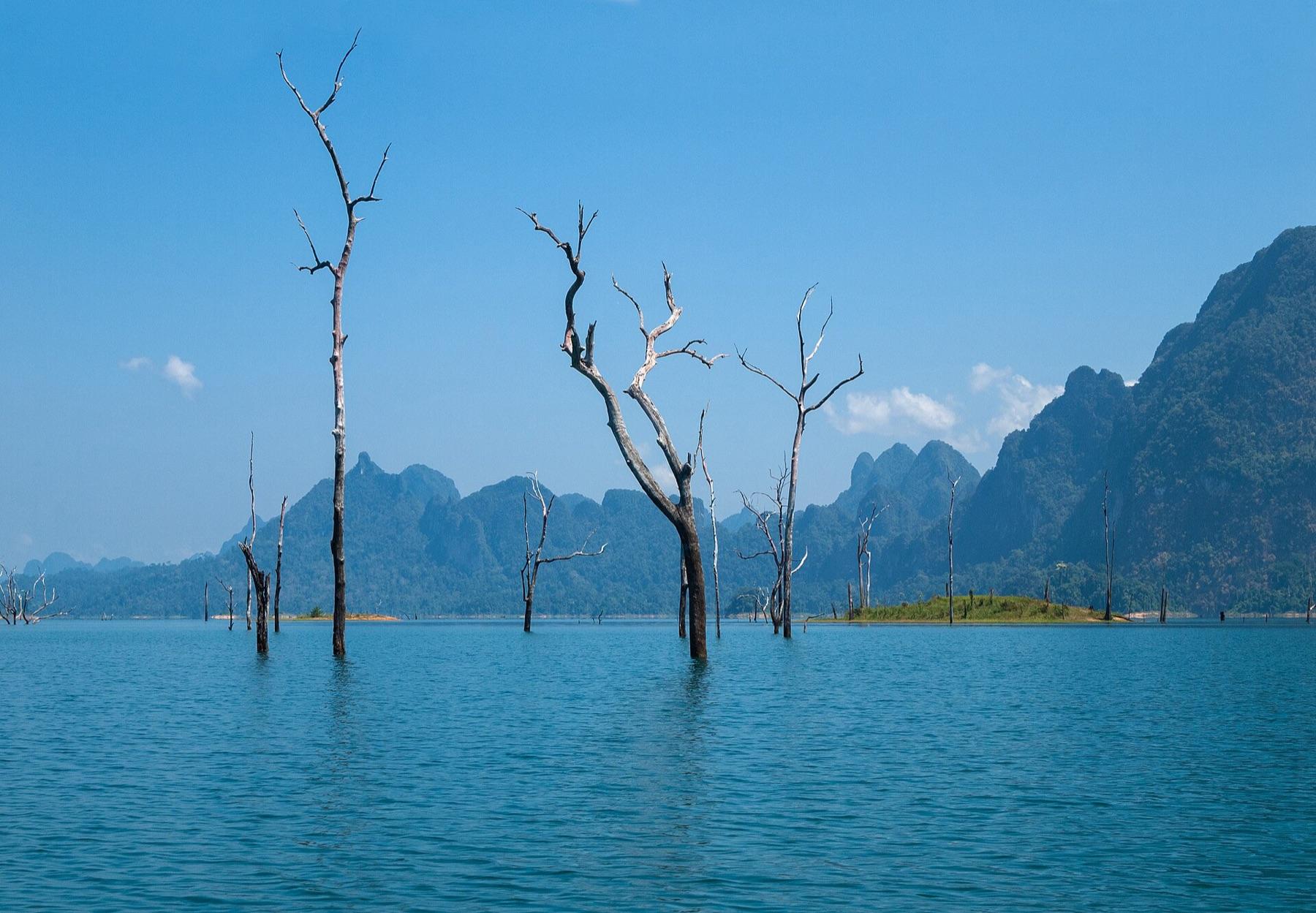 Bare trees standing in the turquoise water of Cheow Lan Lake with limestone karsts behind