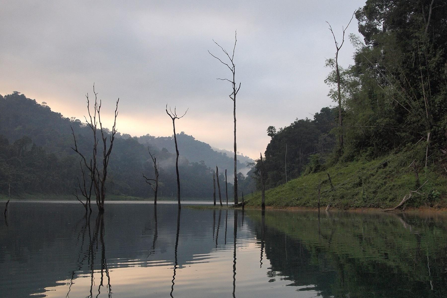 Still water, bare trees and mist on forested hills at first light on Cheow Lan Lake