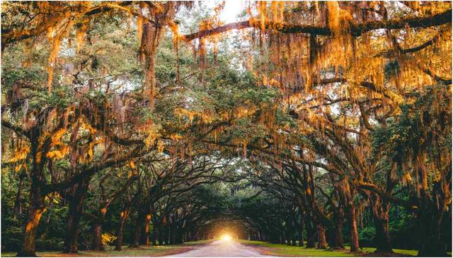 Visiting Savannah in December - See Sight Tours