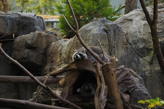 Biodôme Montréal Guide + Tips - See Sight Tours