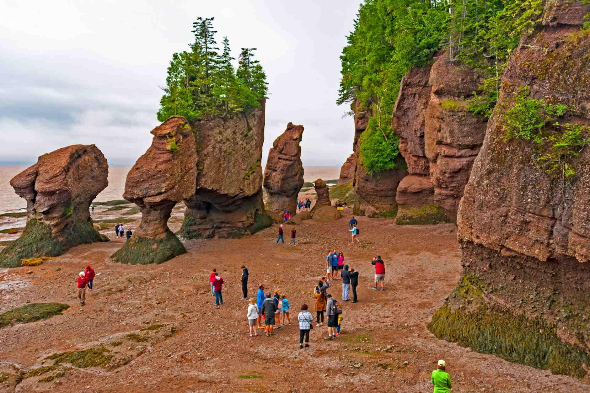 Moncton to Hopewell Rocks Express Tour