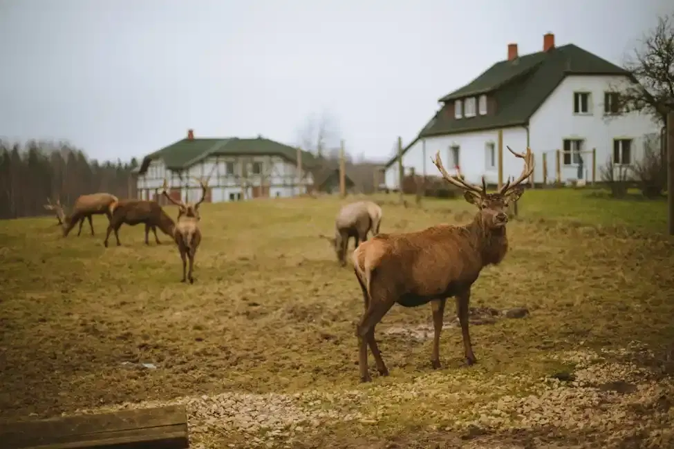 A Maine Moose Watching Guide.jpg