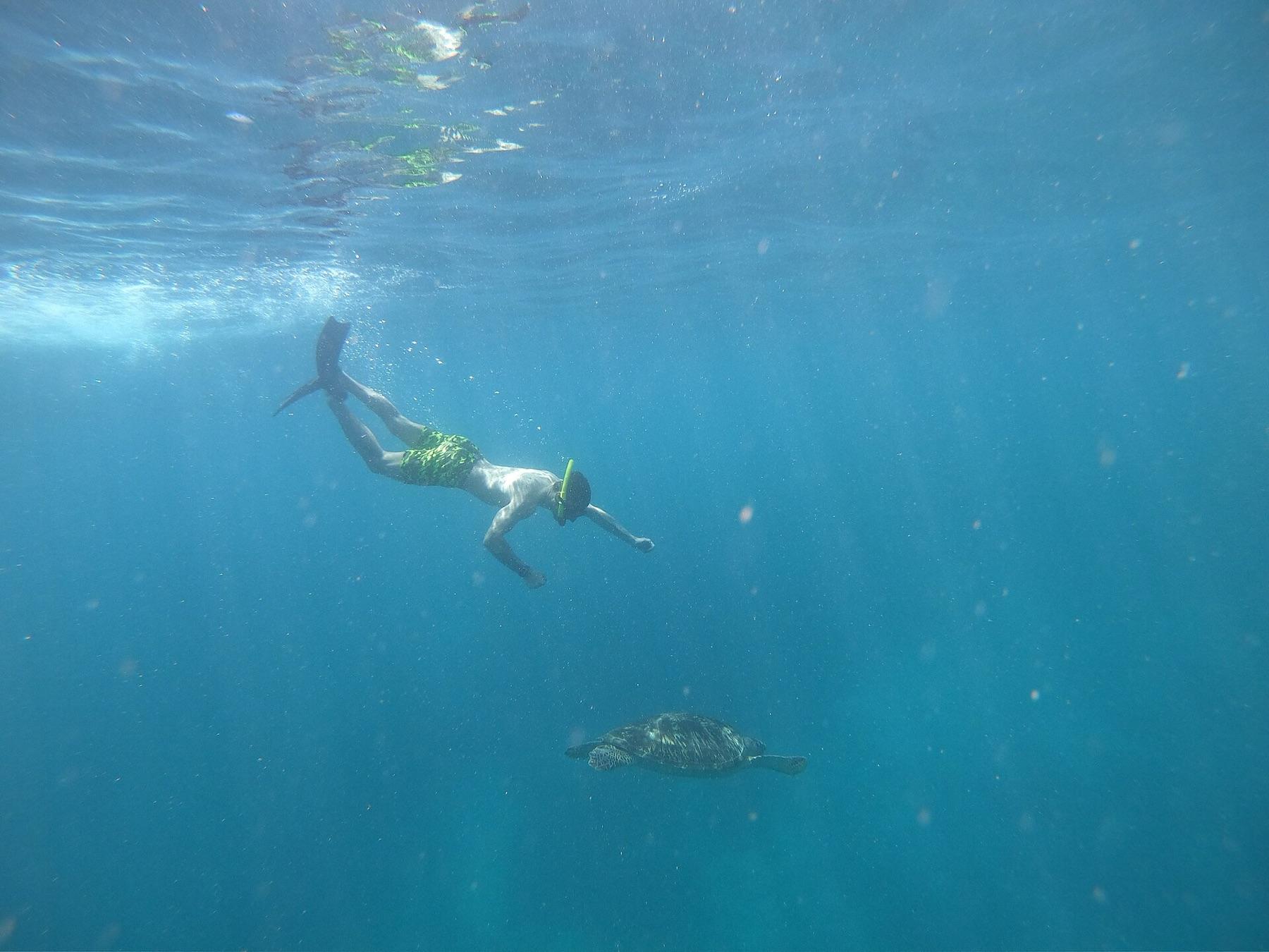 A snorkeller dives down towards a green turtle swimming near the sea bed in clear blue water