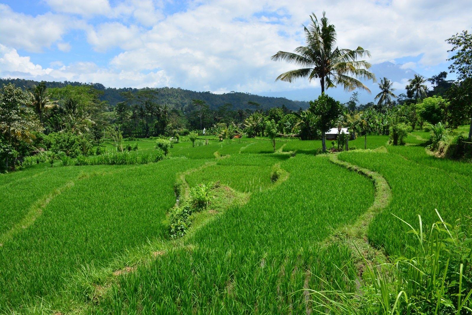 Rice paddies and farm buildings in the Sidemen valley in warm late light, with a hill rising behind under cloud