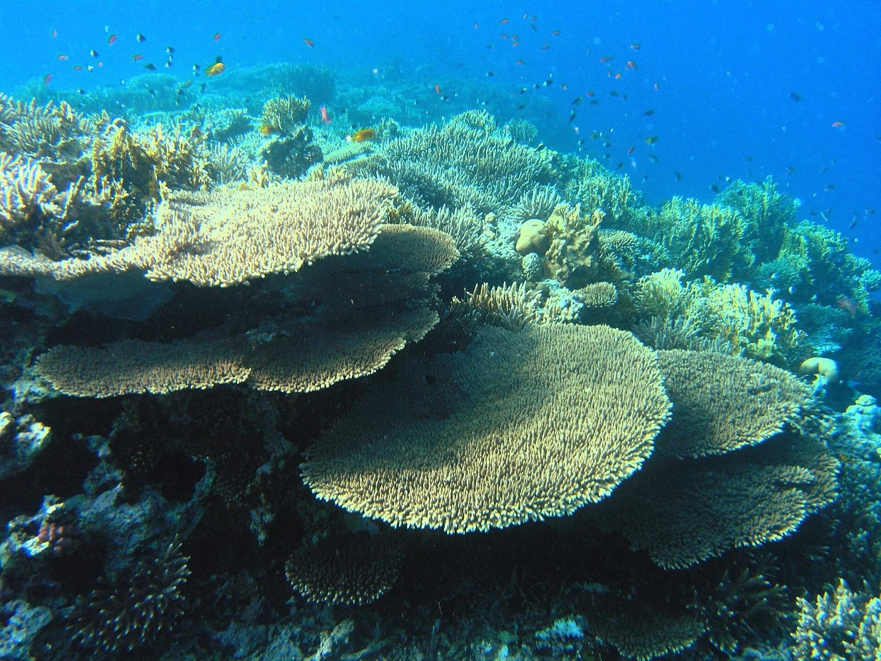 Table corals and small reef fish in clear blue water in the Red Sea