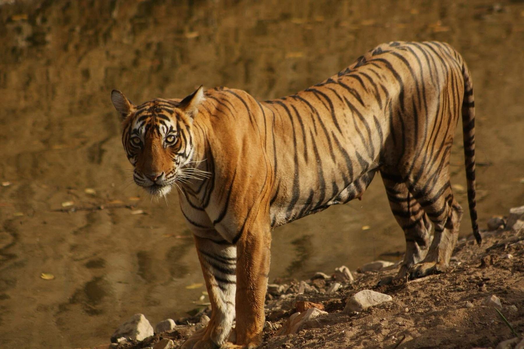 A Bengal tiger standing on a dry, stony slope in Ranthambore National Park