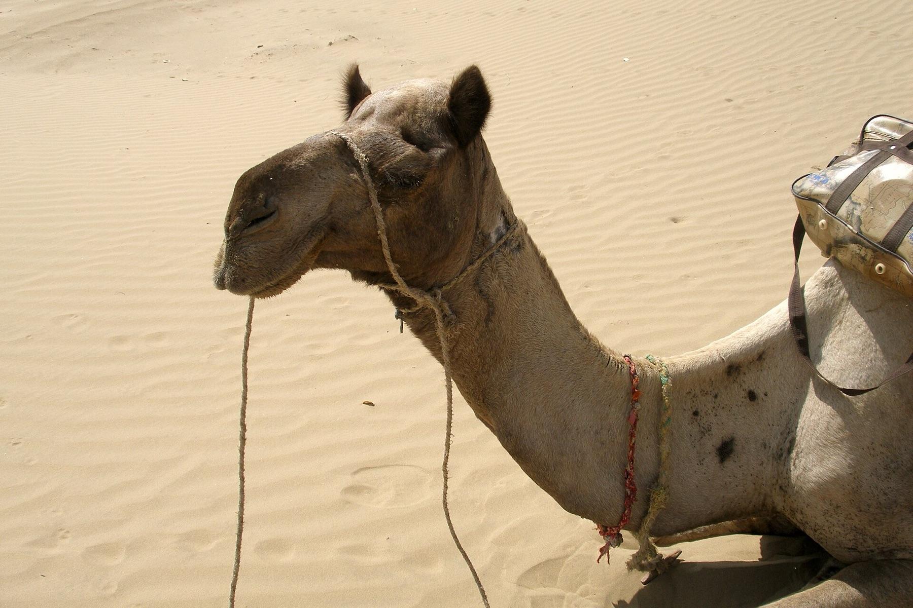 A camel resting on rippled sand in the Thar Desert