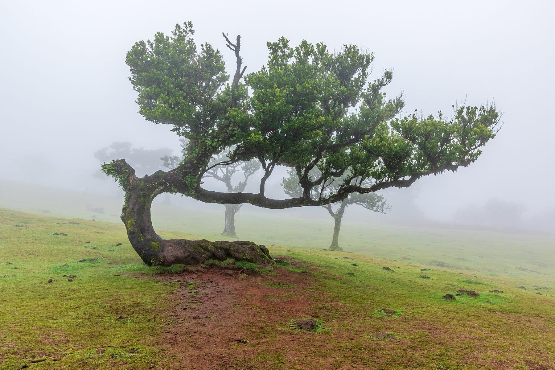 A gnarled old laurel tree with a twisted trunk stands alone on a grassy slope in thick mist at Fanal