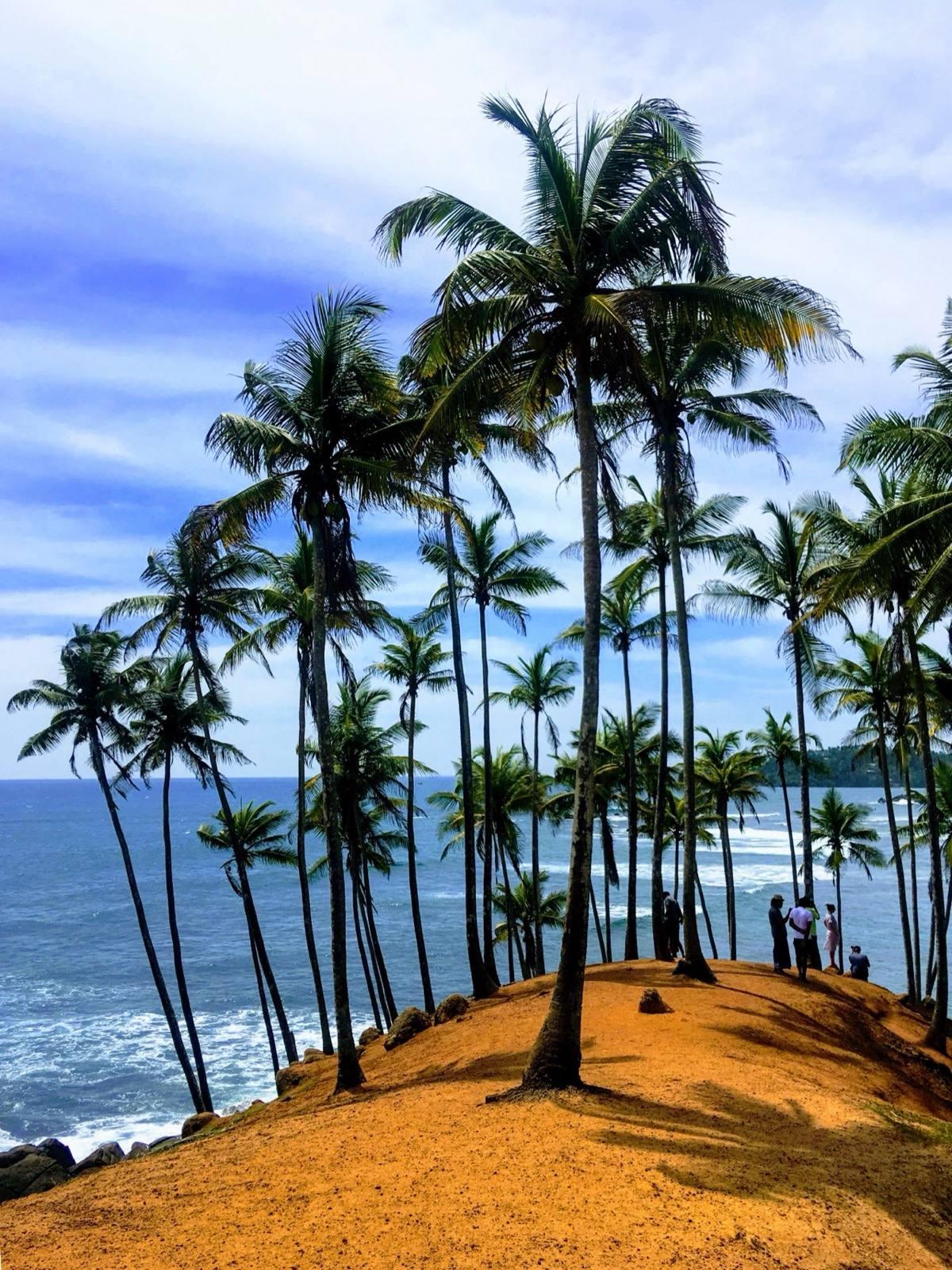 Tall coconut palms on the orange earth of Coconut Tree Hill above the sea at Mirissa