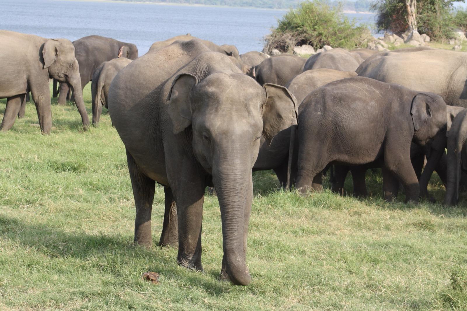 A herd of wild Asian elephants grazing on grass beside the reservoir in Minneriya National Park