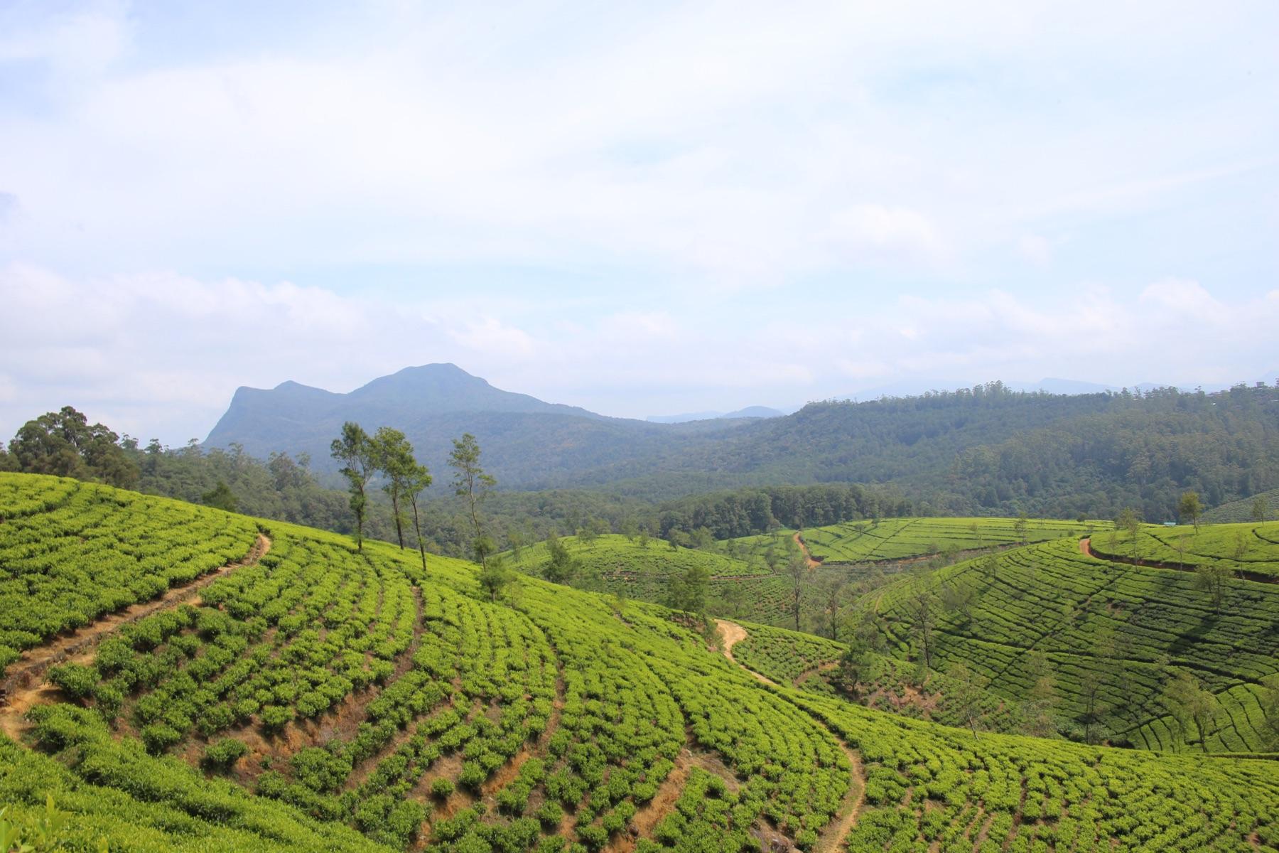 Rows of tea bushes on rolling hills near Nuwara Eliya, with a mountain behind
