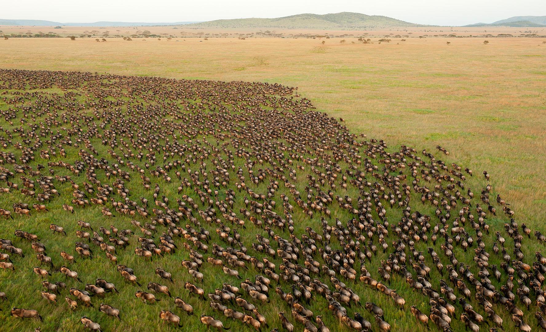 A dense mass of wildebeest crosses green grassland in the Serengeti, seen from above