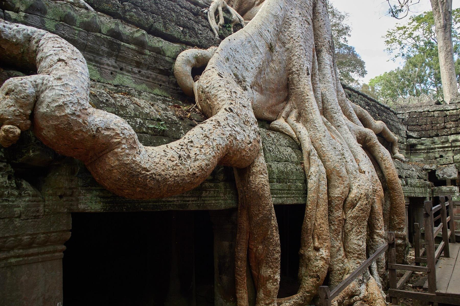 Huge pale tree roots spilling over the stone walls of a gallery at Ta Prohm, Angkor