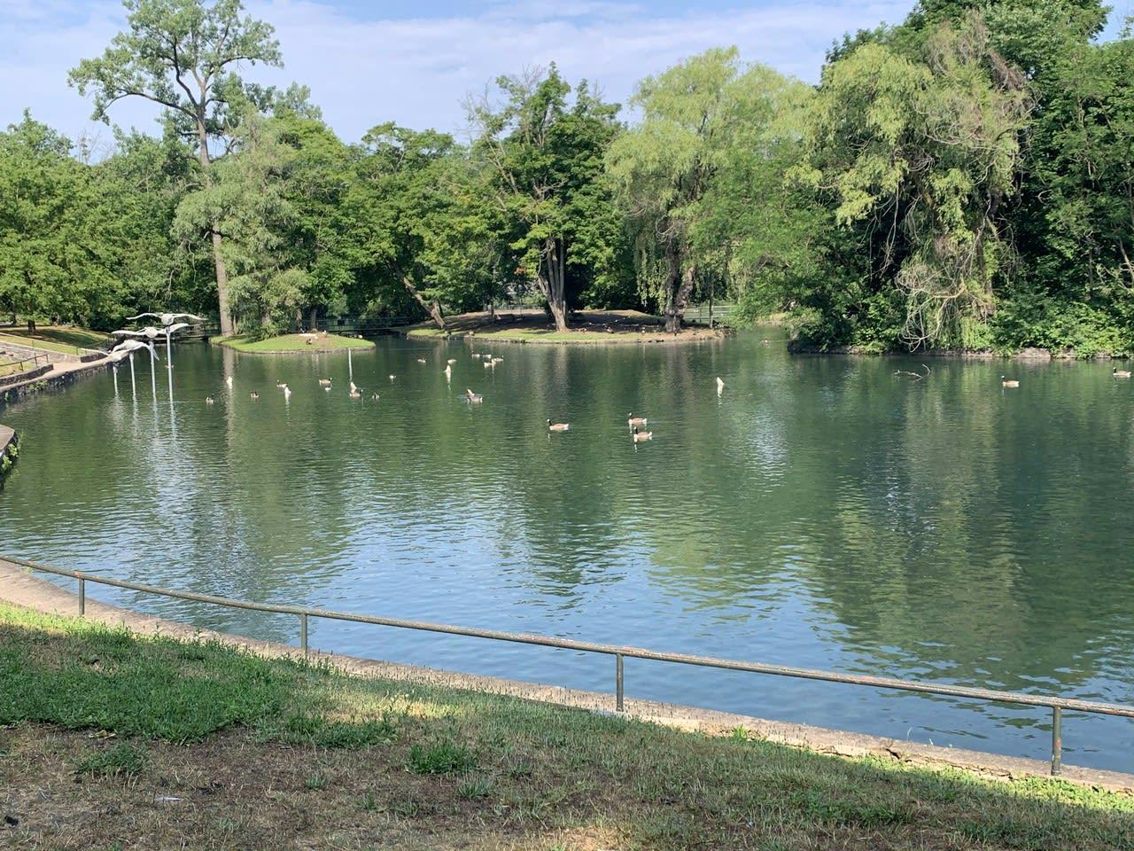 Geese at Dufferin Islands
