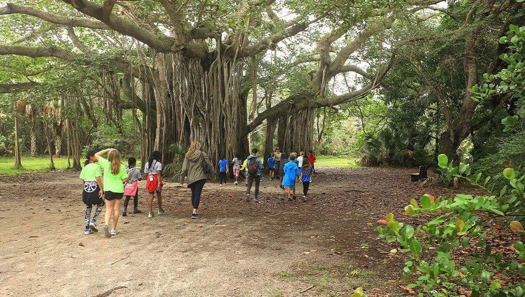 a-tour-of-a-banyan-tree-at-Hugh-Taylor-Birch-State-Park.jpg