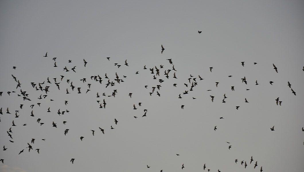 Foto 5 de Bat Watching
