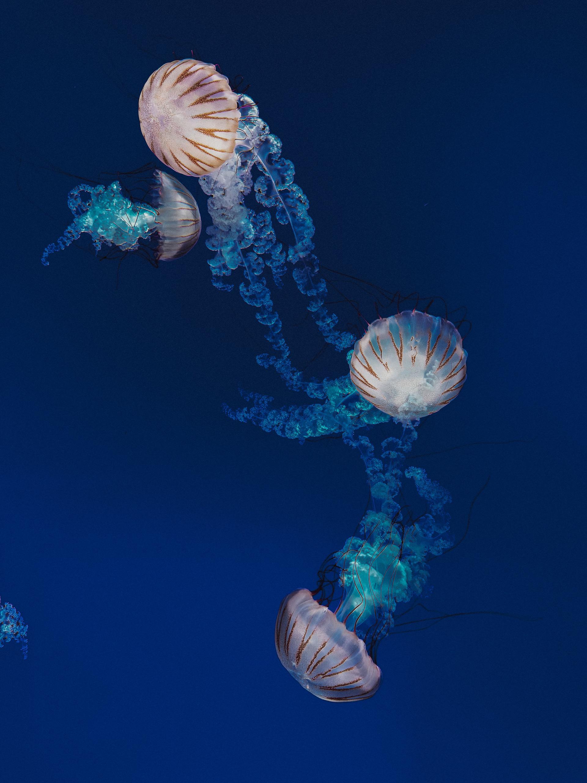 Photo 2 de Ripley's Aquarium of Canada