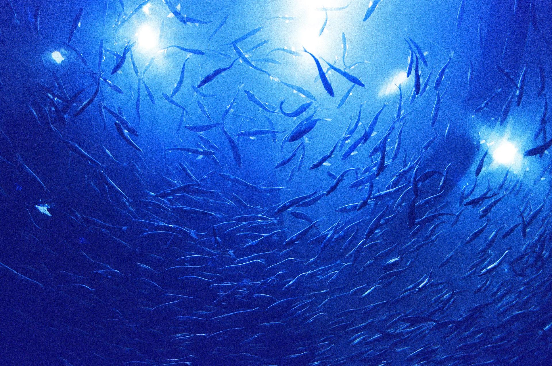 Photo 1 de Ripley's Aquarium of Canada