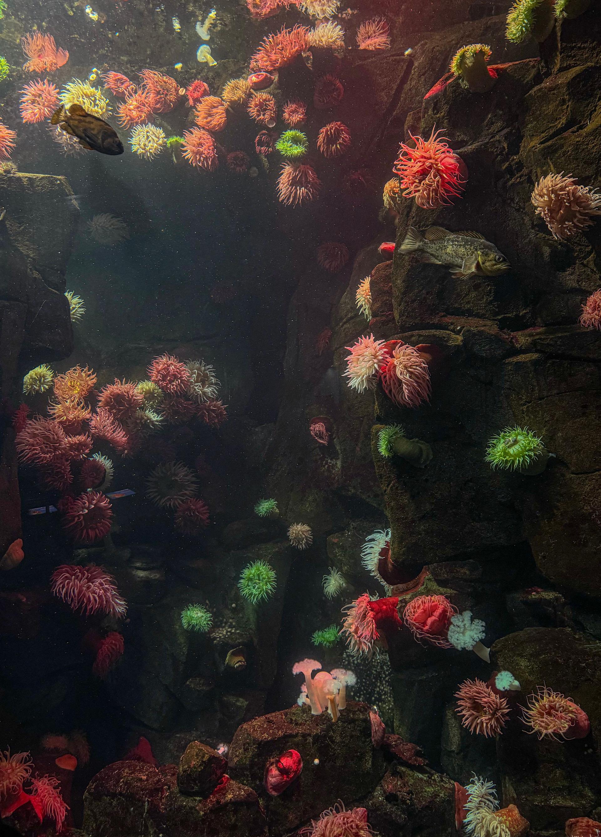 Photo 3 de Ripley's Aquarium of Canada