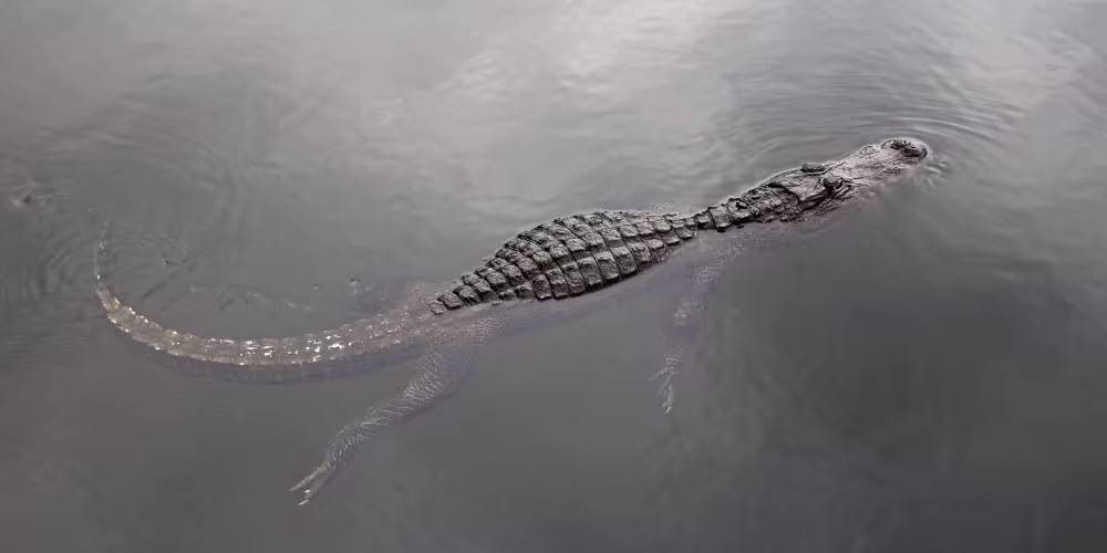 See Gator with Everglades from Fort Lauderdale Tour.jpg
