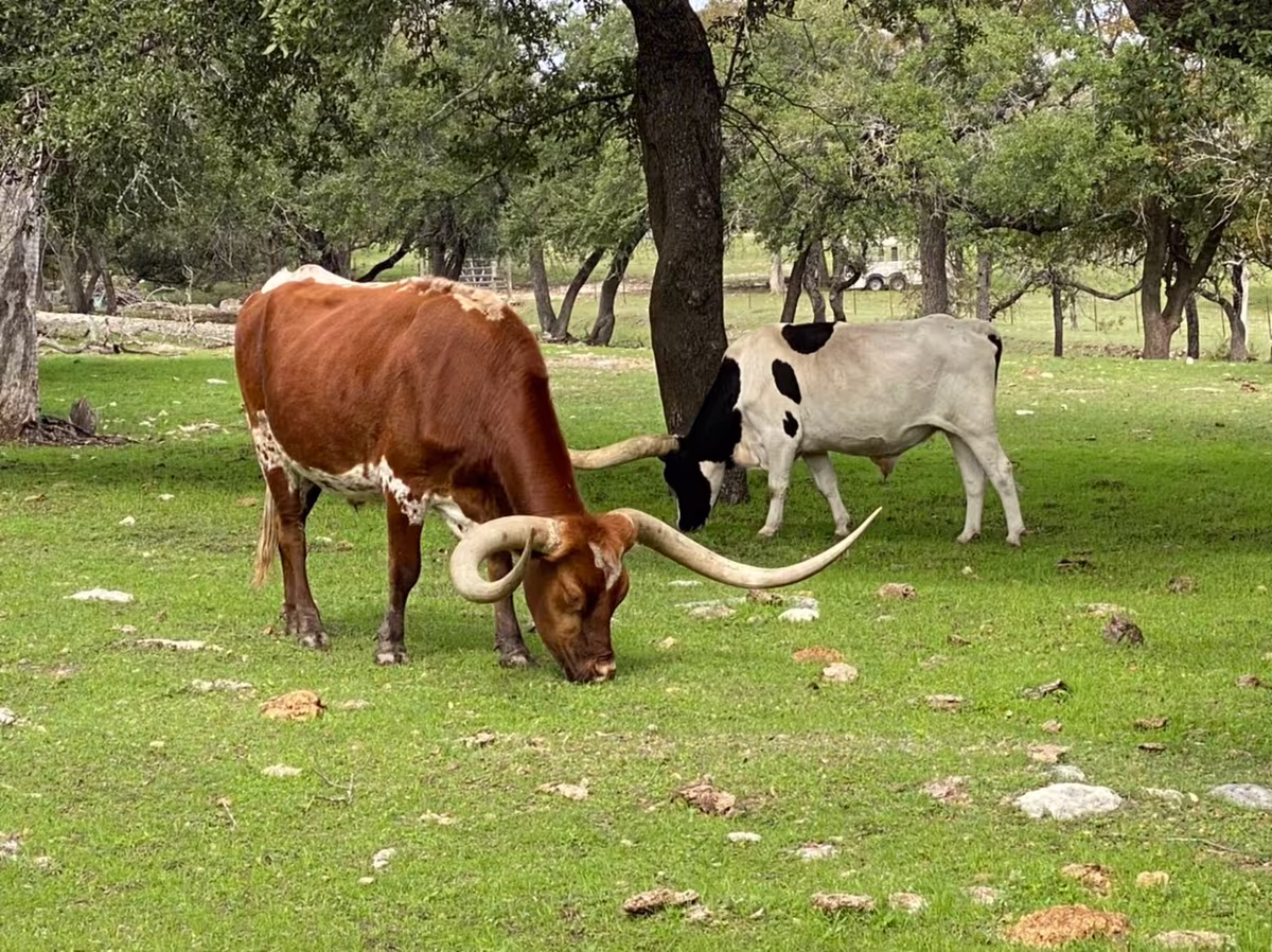 Austin Hill Country Small Group Tour with Ranch.jpg