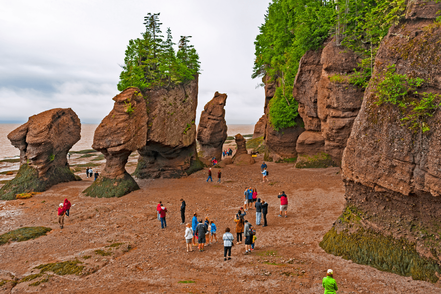 Hopewell Rocks Main