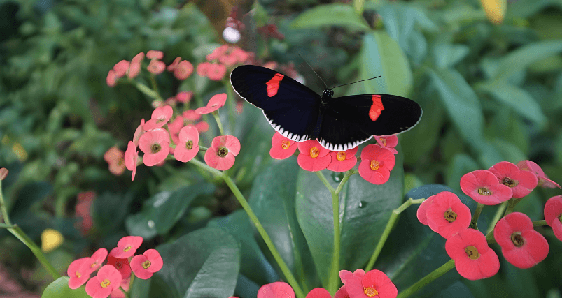 Butterfly Conservatory