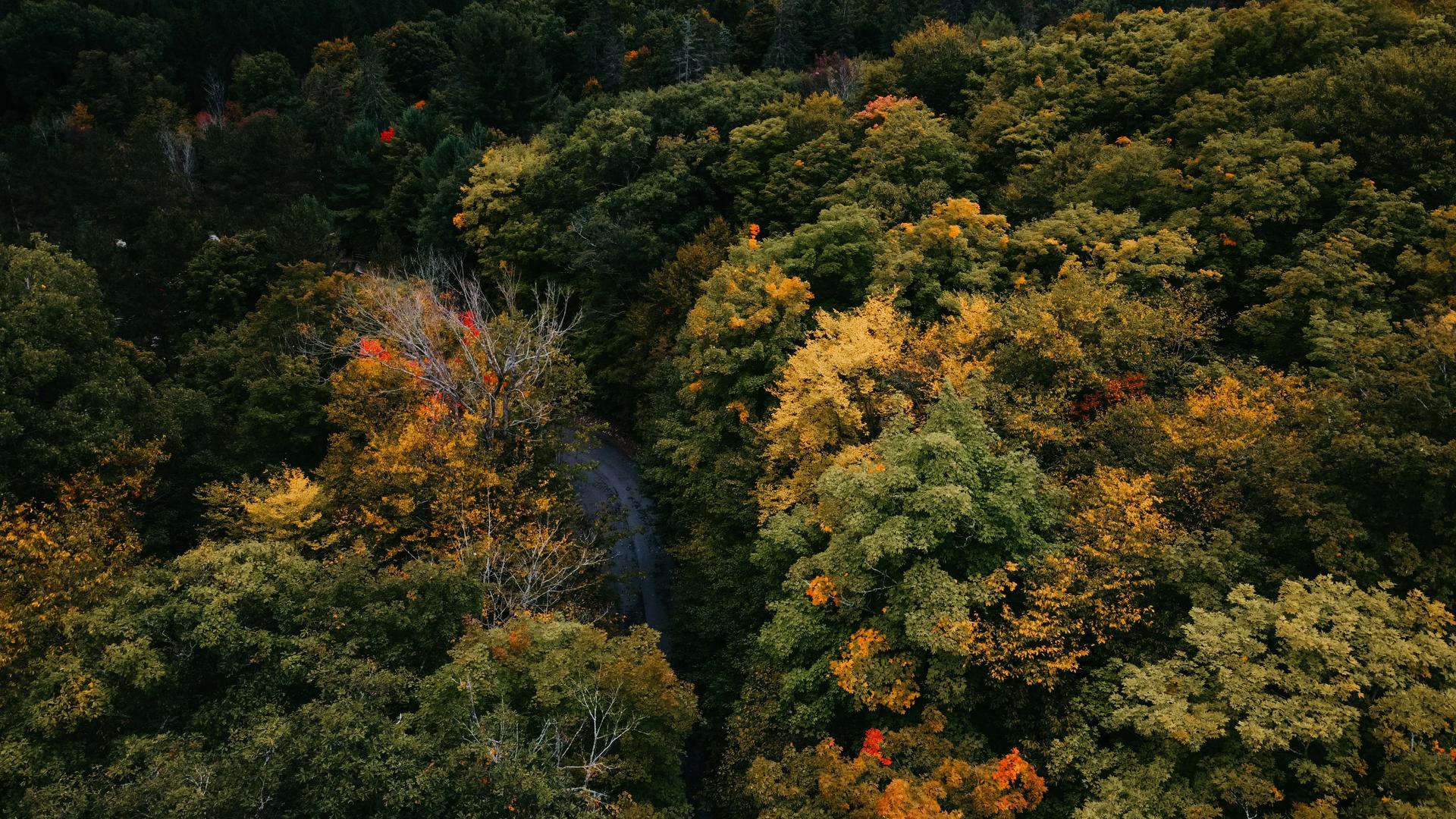 Gatineau Park