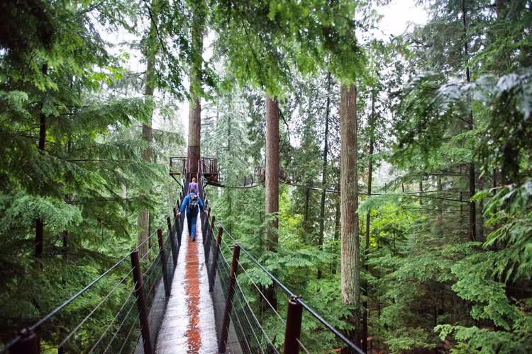 Capilano Suspension Bridge.jpg image 1