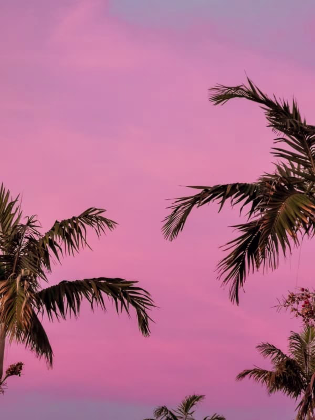 Miami Night Tour.jpg