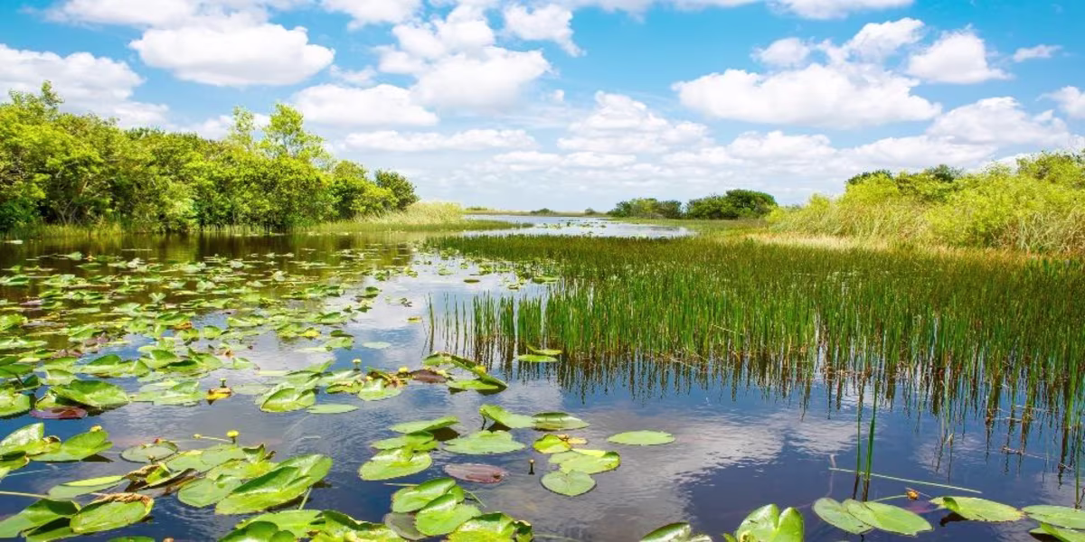 Everglades from Fort Lauderdale Tour.jpg
