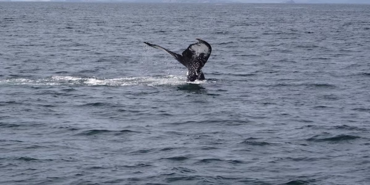 Best of St. John's Tour Newfoundland.jpg