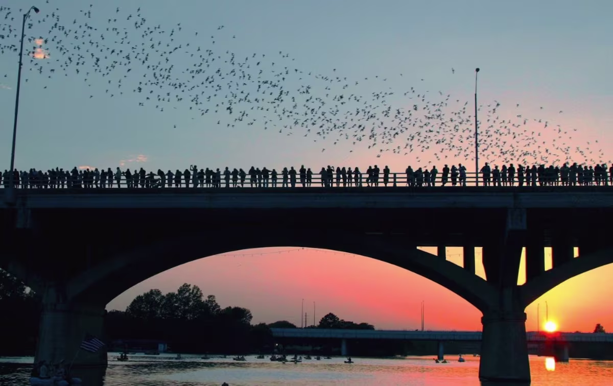 The Best Austin Bat Tour & Cruise in 2026