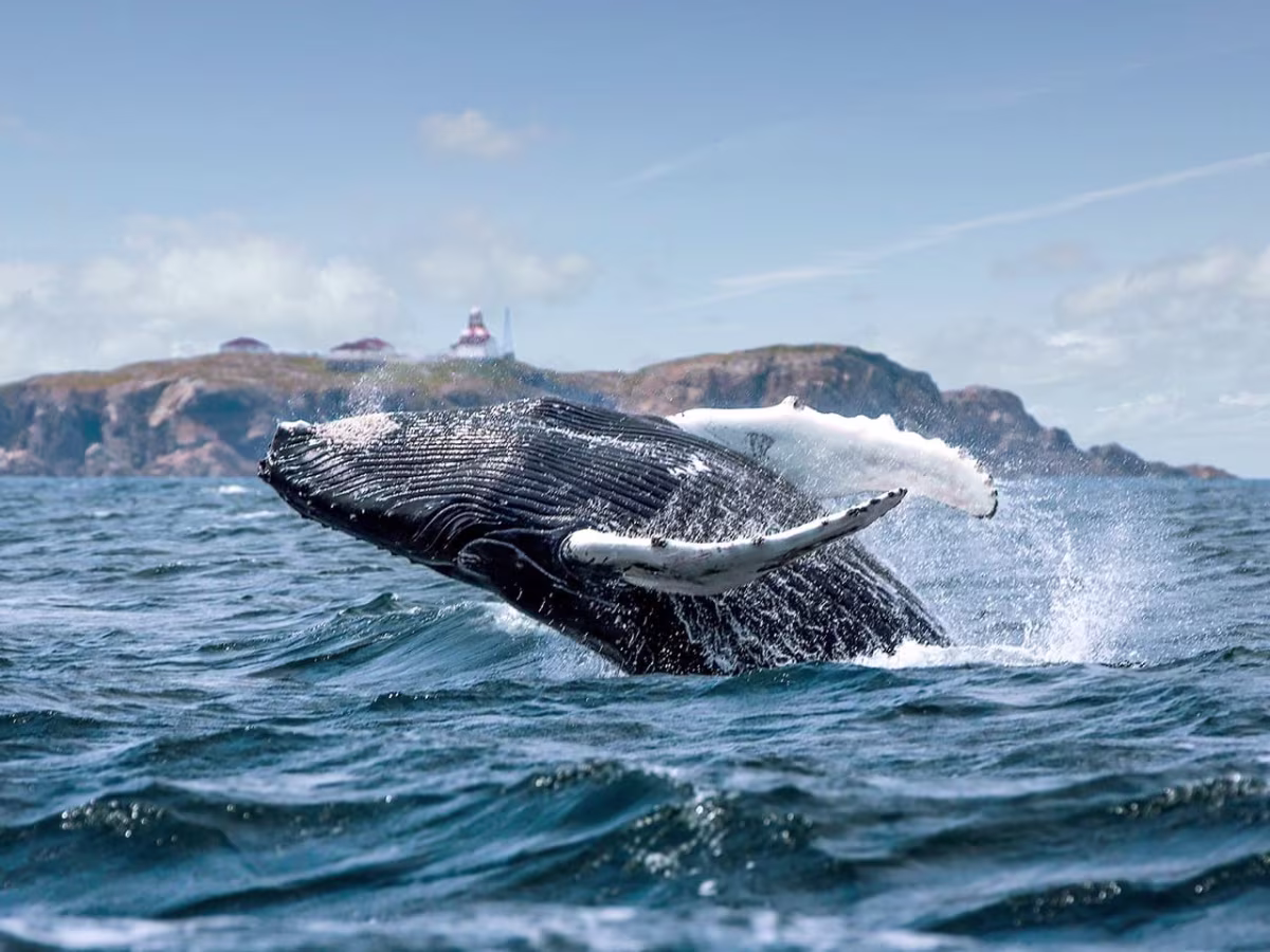 Whale Watching Newfoundland