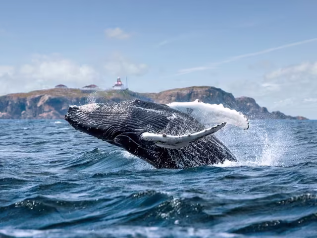 Whale Watching In St. John's, Newfoundland - See Sight Tours