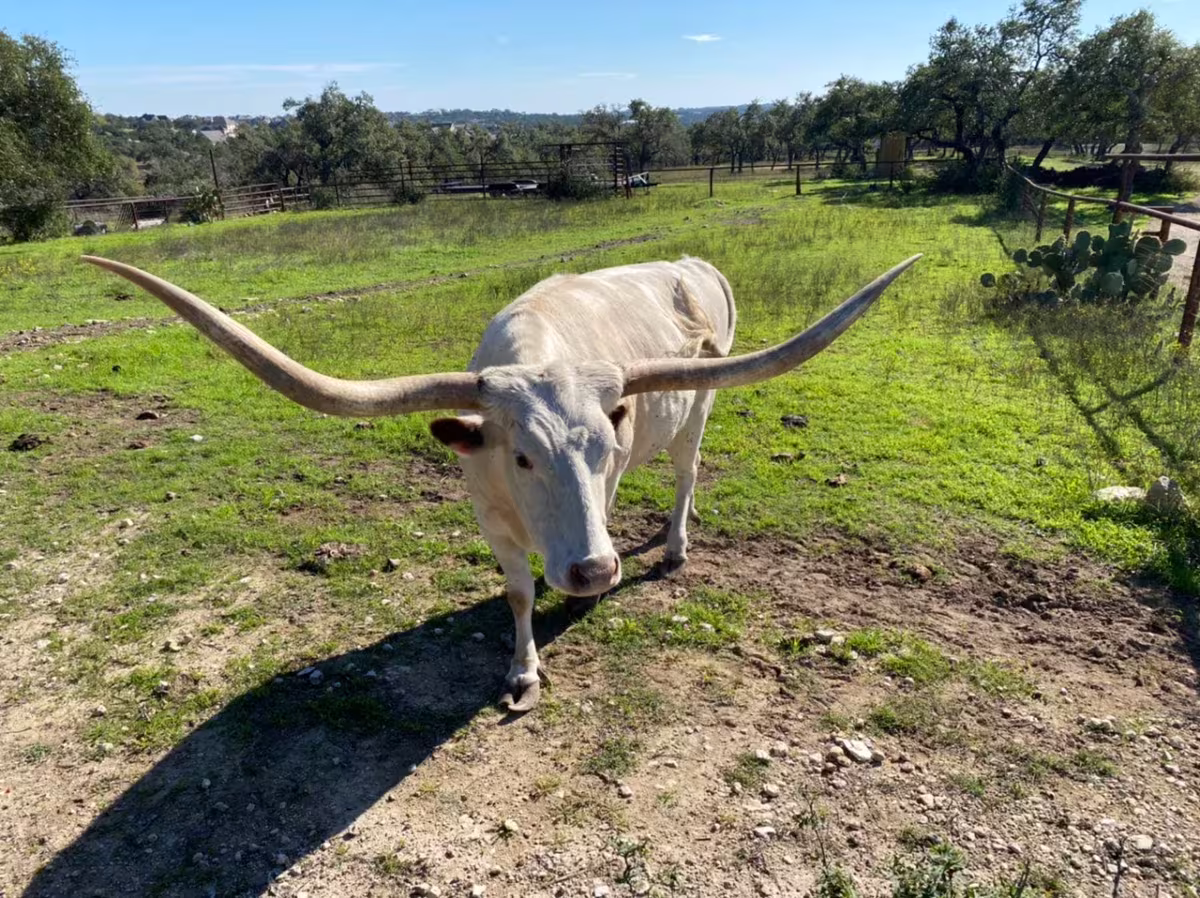 Austin Hill Country Tour with Cattle Ranch, Caves, BBQ.jpg