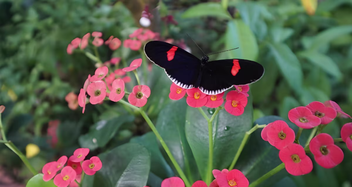 Butterfly Conservatory