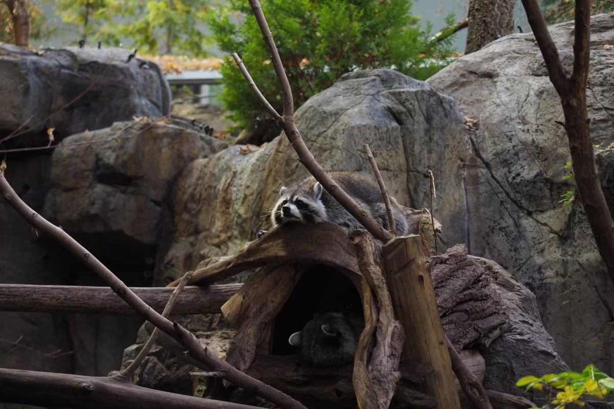 Biodôme Montréal Guide + Tips