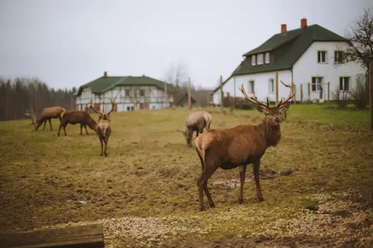 A Maine Moose Watching Guide.jpg