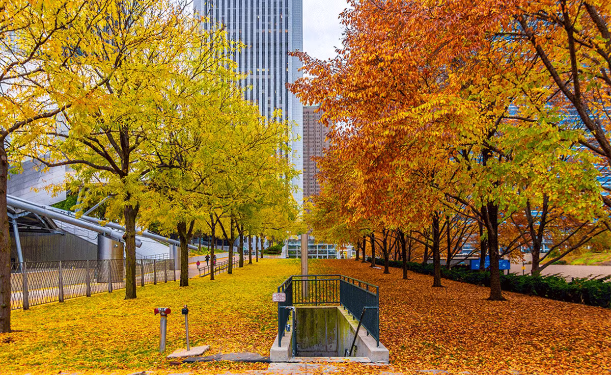 Millennium Park in Autumn.jpg
