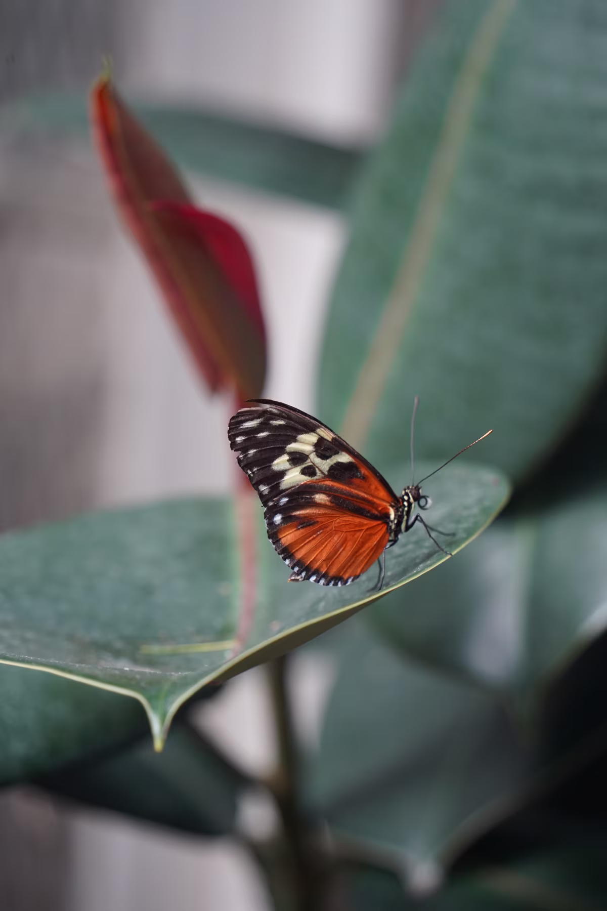 Butterfly Conservatory photo 3